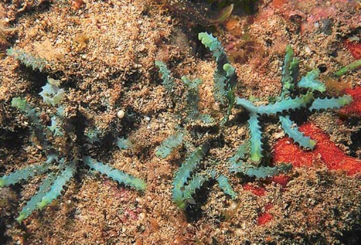 Image of Green Algae, Caulerpa serrulata. 